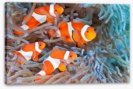 Clownfish family Stretched Canvas 52922103