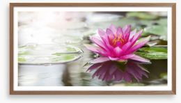 Pink water lily Framed Art Print 52988888