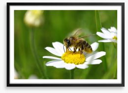 Insects Framed Art Print 53038002