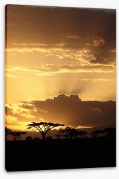 African sunset with Acacia Stretched Canvas 53050526