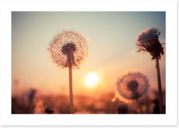 Dandelion sunset Art Print 53085603