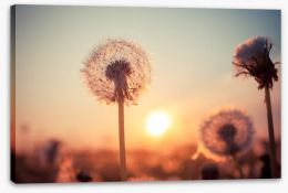 Dandelion sunset Stretched Canvas 53085603