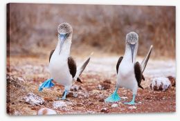 Blue footed booby mates Stretched Canvas 53130682