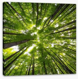Beeches to the sky Stretched Canvas 53164300