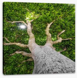 The old tree Stretched Canvas 53192430