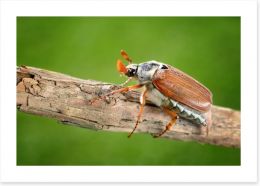 Insects Art Print 53346248