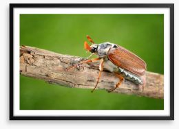 Insects Framed Art Print 53346248