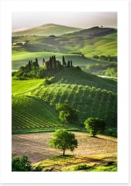 Tuscan olive groves and vineyards Art Print 53355853