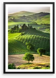 Tuscan olive groves and vineyards Framed Art Print 53355853