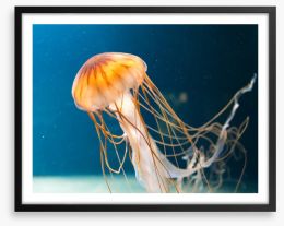 Fish / Aquatic Framed Art Print 53375190