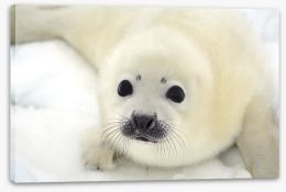 Soulful harp seal pup Stretched Canvas 53407720