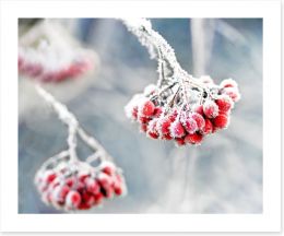 Glacé rowan berries Art Print 53434510