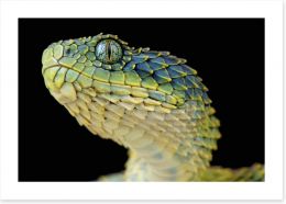Reptiles / Amphibian Art Print 53448754