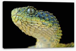 Reptiles / Amphibian Stretched Canvas 53448754