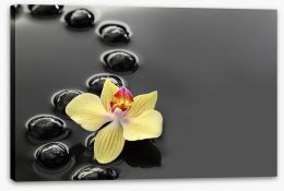 Calm water orchid Stretched Canvas 53476402