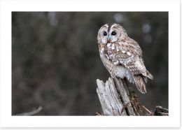 Tawny owl in the woods Art Print 53489286