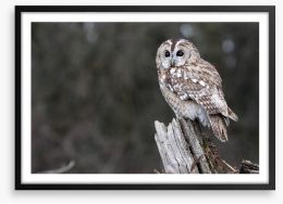 Tawny owl in the woods Framed Art Print 53489286