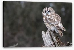 Tawny owl in the woods Stretched Canvas 53489286