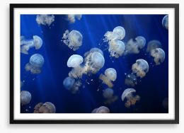 Floating jellyfish Framed Art Print 53724453