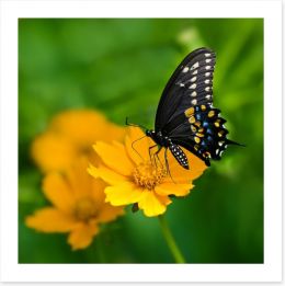 Butterflies Art Print 53817119