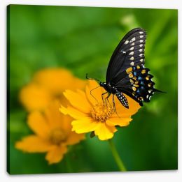 Butterflies Stretched Canvas 53817119