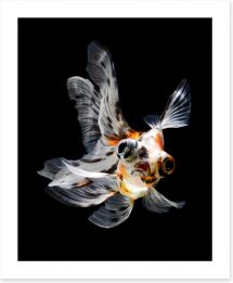 Fish / Aquatic Art Print 53841845