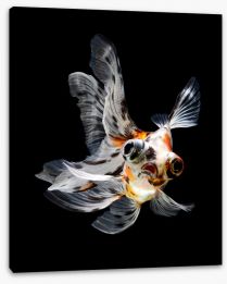 Fish / Aquatic Stretched Canvas 53841845