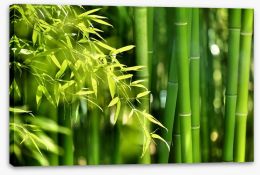 Bamboo forest Stretched Canvas 53968302