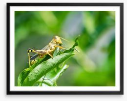 Insects Framed Art Print 53985701