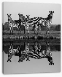 Zebra reflections Stretched Canvas 54069113