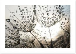 Dandelion dew drops Art Print 54512856