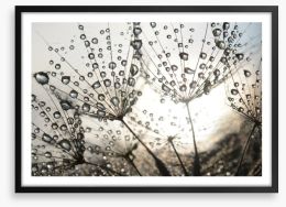 Dandelion dew drops Framed Art Print 54512856