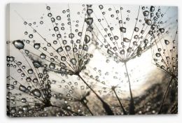 Dandelion dew drops Stretched Canvas 54512856