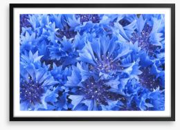 Cornflower blue Framed Art Print 54580400