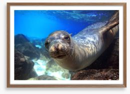 Sea lion smile Framed Art Print 54637272