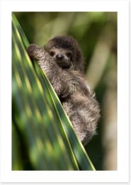 Baby three-toed sloth Art Print 54762822