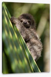 Baby three-toed sloth Stretched Canvas 54762822