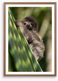 Baby three-toed sloth Framed Art Print 54762822
