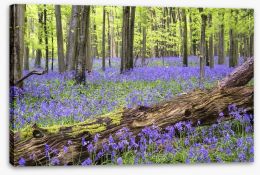 Vibrant bluebell forest Stretched Canvas 54855919