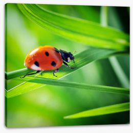 Insects Stretched Canvas 54884808