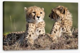Cheetah brothers Stretched Canvas 55017294
