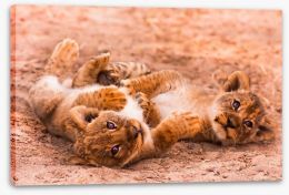 Playful lion cubs Stretched Canvas 55023096