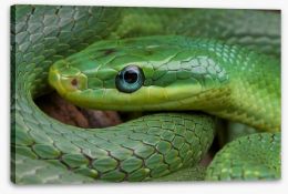 Emerald snake Stretched Canvas 55140376