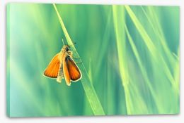 Butterflies Stretched Canvas 55153062