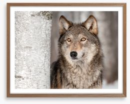 Grey wolf in the snow Framed Art Print 55193652