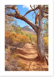 Path to the Flinders Ranges