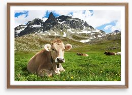 Til the cows come home Framed Art Print 55277338