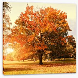 Autumn trees Stretched Canvas 55337109