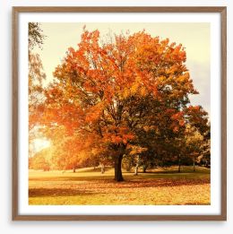 Autumn trees Framed Art Print 55337109