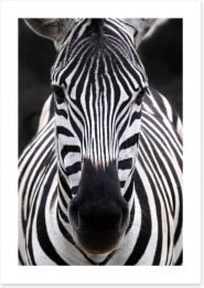 Zebra face Art Print 55613028